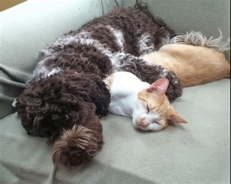 Our Dog And Cat Cuddle Like This All The Time How Sweet Is That Cat