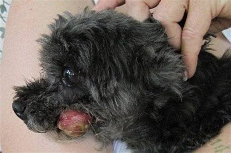 Dog Skin Cancer What It Looks Like Symptom Treatment