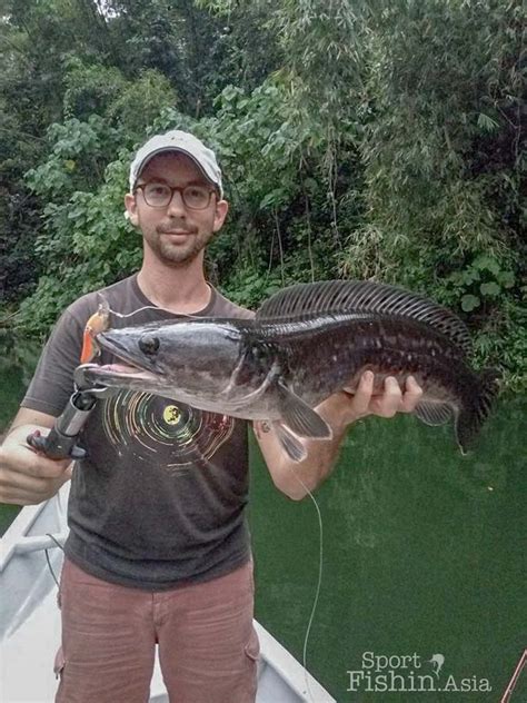 Northern snakeheads are a predatory fish and will compete with other fish species for forage and habitat. French Family Sojourn in Royal Belum for Giant Snakehead ...