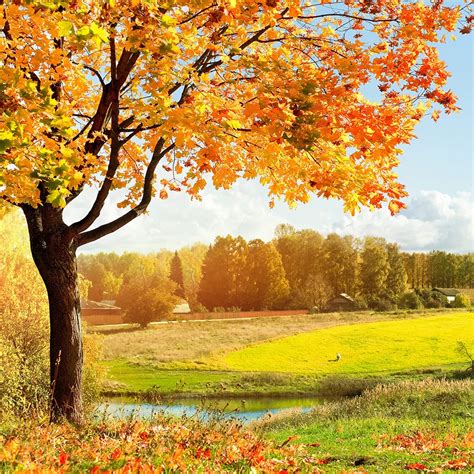 Sjoloon Autumn Scenery 8x8ft Vinyl Photography Backdrop Tree And Fall