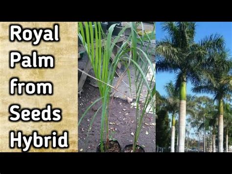 Royal Palm Seeds