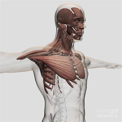 Check spelling or type a new query. Anatomy Of Male Muscles In Upper Body Digital Art by ...