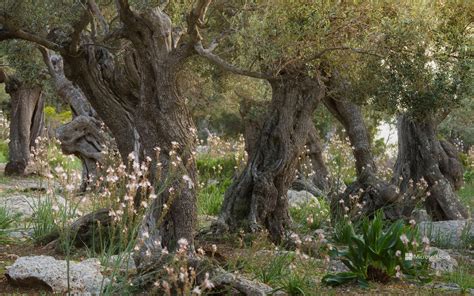 Centennial Olive Trees In Dey Balearic Islands Spain Bing