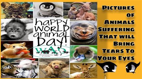 Few Lines On World Animal Welfare Day 4th Octoberanimals Pictures That