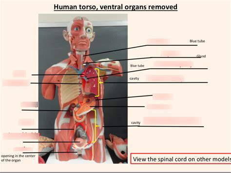 Human Torso Model Ventral Organs Removed Diagram Quizlet