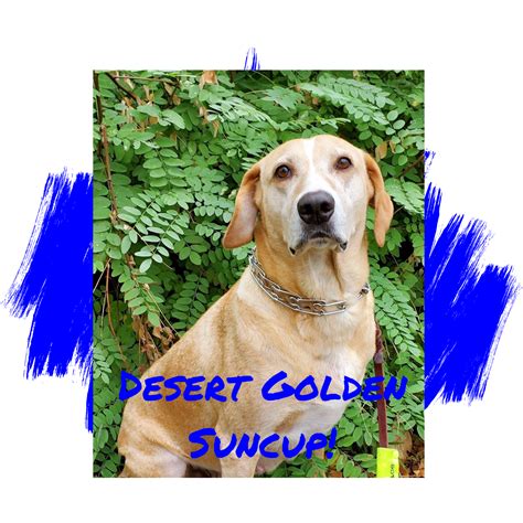 Friday's Friend! Dog Adoption, Operation Paws for Homes | from the Dog