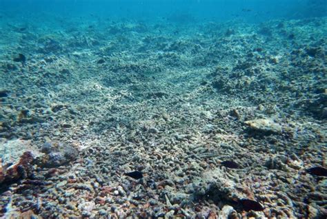 Experts Raise Alarm Over Destruction Of Coral Reefs In South China Sea