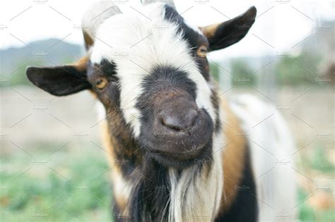 Goat High Quality Animal Stock Photos Creative Market