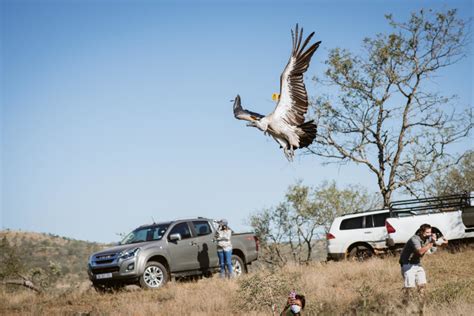Critically Endangered Vultures Released After Mass Poisoning Love