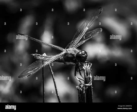 Black And White Dragonfly High Resolution Stock Photography And Images