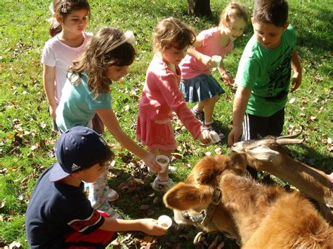 Yavneh Academy Early Childhood Blog Farm Animals Visit Yavneh