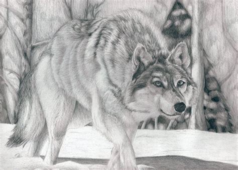 Realistic Pencil Wolf Drawing Clip Art Library