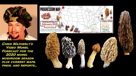 Indiana Morel Mushroom Map рџ Ґhow To Freeze Morel Mushrooms Youtube