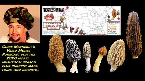 Morel Mushroom Progression Map 2021 Large World Map