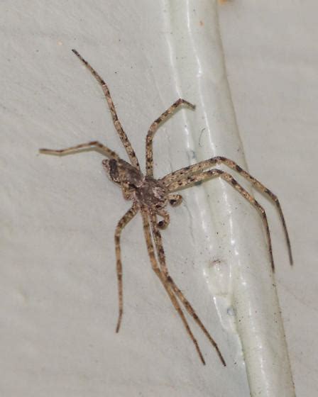 Spider With Long Striped Legs Philodromus Bugguidenet