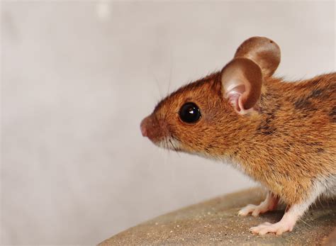 Free Images Mammal Rat Vertebrate Muridae Rodent Muroidea