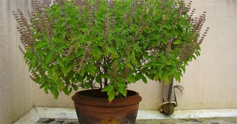 Tulsi Or The Holy Basil Plant Hindu Devotional Information