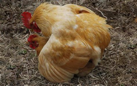 Chickens Losing Feathers What Causes And How Cure