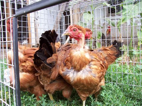 Naked Neck Turken Thread Page 463 BackYard Chickens Learn How To