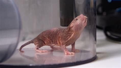 All Hail The Queen Naked Mole Rat Colonies Have Their Own Dialects