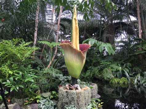 A Rare Giant Corpse Flower Will Soon Bloom At Longwood Gardens Heres
