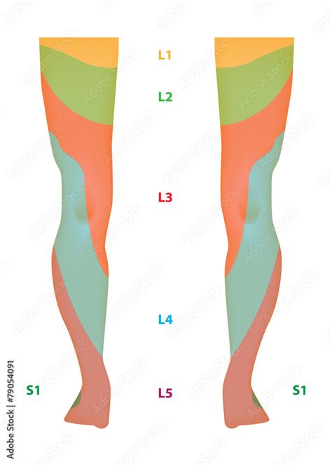 Dermatome Map Of The Lower Limb Stock Vector Adobe Stock Sexiz Pix