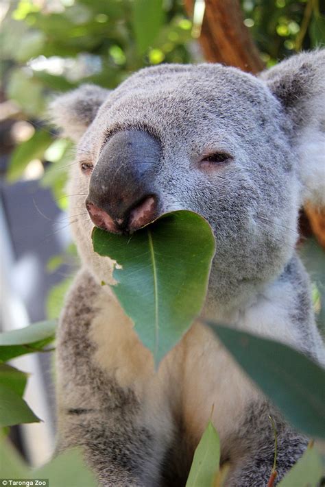 Rare Video Shows A Male Koala Let Out A Disturbing Growly Mating Call