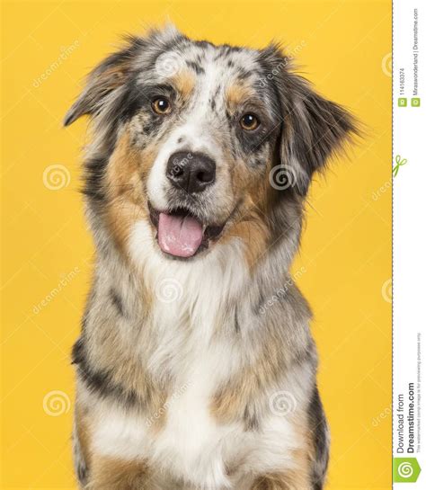 Portrait Of An Australian Shepherd Dog On A Yellow Backgro Stock Photo