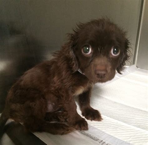 16 Animals That Look So Sad But Are So Cute The Frisky