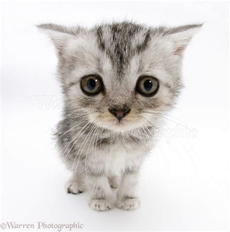 Silver Tabby Kitten With Big Eyes Photo Wp17706