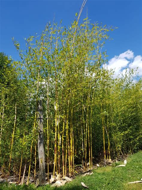 Jaki Bambus Wybrać Bambusy Drzewiaste Bambusowy Sen