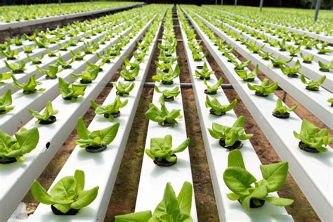 The Benefits Of Hydroponics The Ultimate List Gardening Heavn