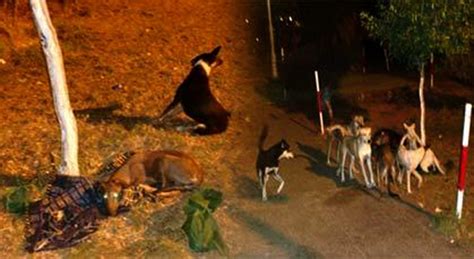 انتشار الكلاب الضالة بزايو يتحول إلى ظاهرة تقلق الساكنة أريفينو نت