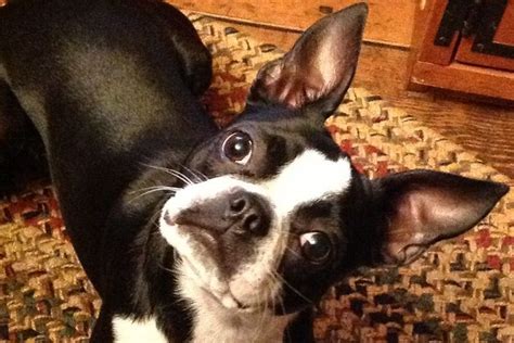 12 Signs You Are A Crazy Boston Terrier Person Page 2 The Paws