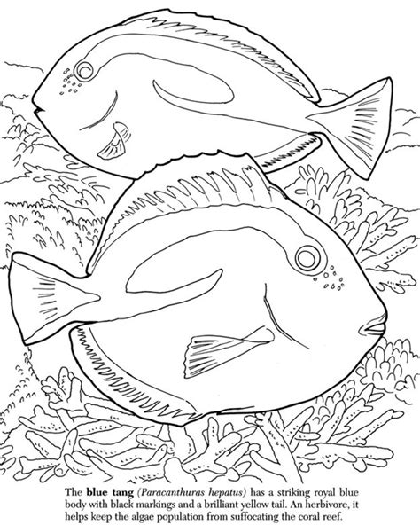 Free fish coloring pictures coloring pages your kids can enjoy! Great Barrier Reef Coloring Book from Dover Publications ...