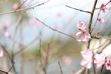 Early Spring Wallpapers High Quality Download Free