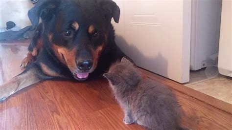 Rottweiler And Kitten Become Friends Youtube