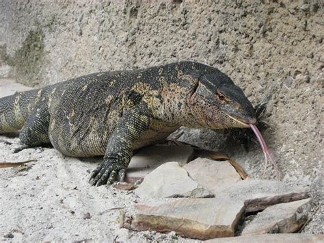 Nile Monitor Facts And Pictures Reptile Fact