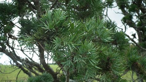 See more ideas about gymnosperm, conifers, plants. Learning about Biodiversity: Gymnosperm life cycle and ...