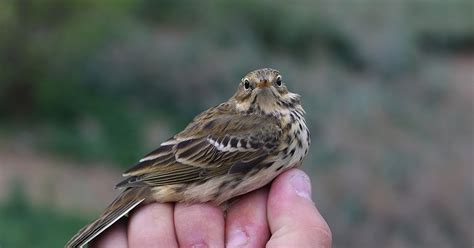 Valleybirding Saturdays