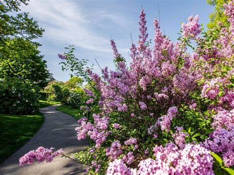 Lilac Collection New York Botanical Garden