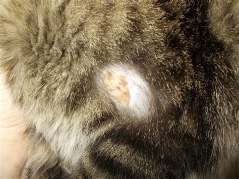 Skin Lesions On Cats