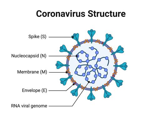 Coronavirus Structure Vaccine And Therapy Development
