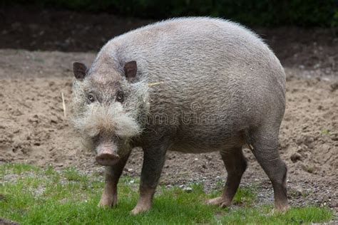 Bornean Bearded Pig Sus Barbatus Stock Photo Image Of Toed Jungle
