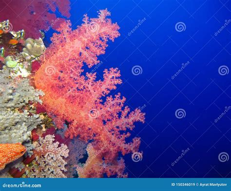 Underwater World In Deep Water In Coral Reef And Plants Flowers Flora