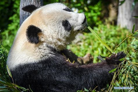 Giant Panda Yang Yang Seen At Schonbrunn Zoo In Vienna Xinhua