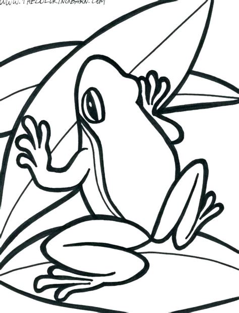 Red Eye Tree Frog Coloring Pages At Getdrawings Free Download