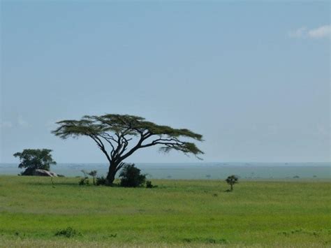 Safari Ecology Why Do Savanna Trees Have Flat Tops