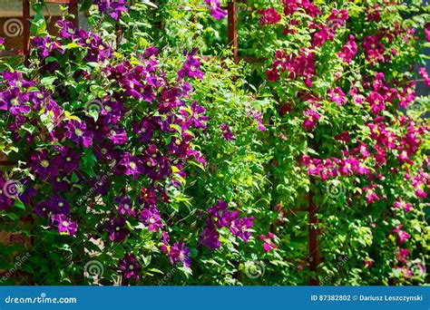 la clematide porpora fiorisce sull arbusto di fioritura nel giardino di primavera fotografia