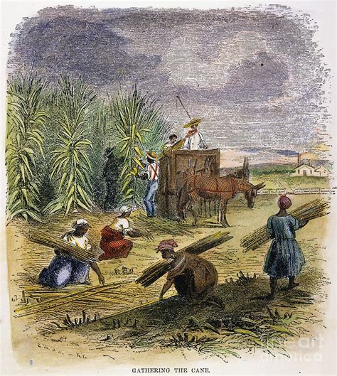 Slaves Gathering Sugar Cane Photograph By Granger